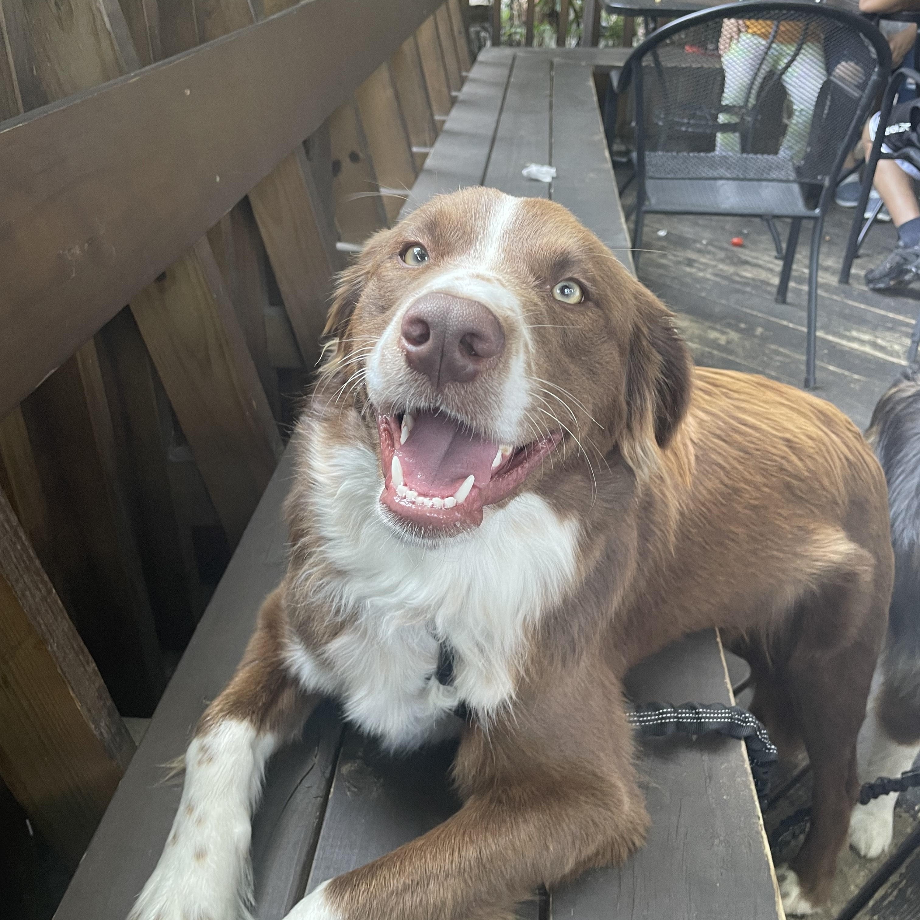 Enlarge Orion, a Adoptable Australian Shepherd in Burleson, TX image 2/3