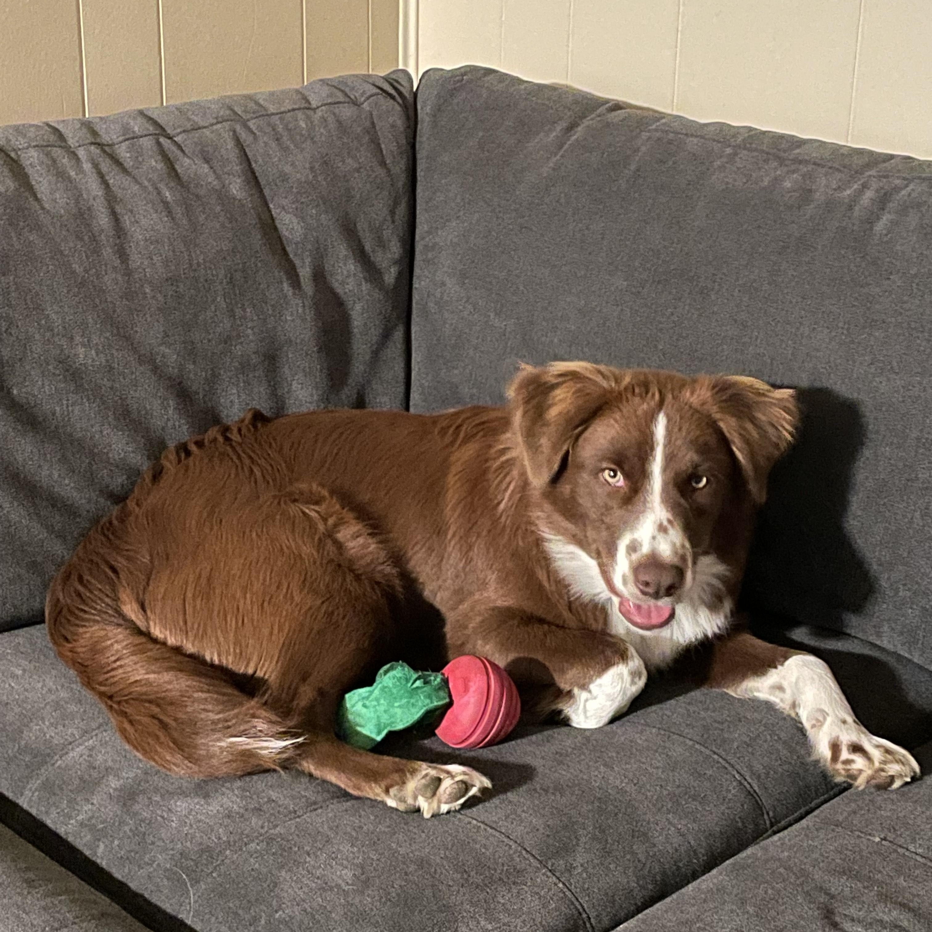 Enlarge Orion, a Adoptable Australian Shepherd in Burleson, TX image 3/3