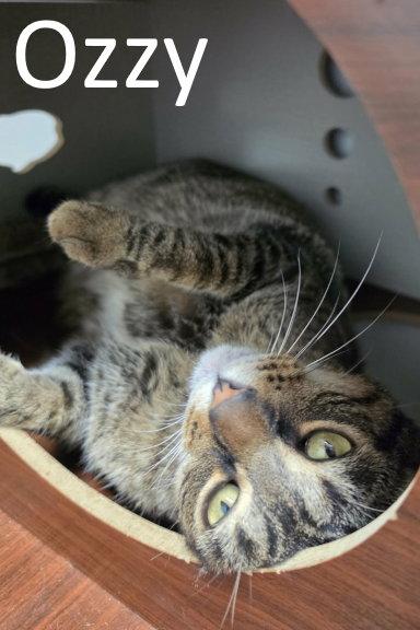 Ozzy, Adopted, Adult Male Tabby & Domestic Short Hair.