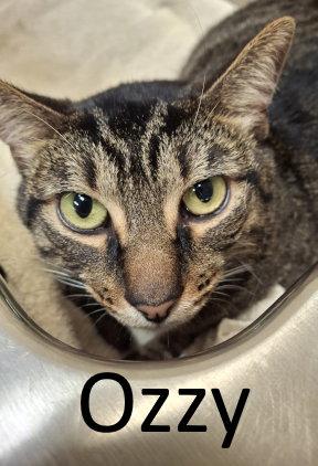 Enlarge Ozzy, a Adopted mixed breed in Mountain View, AR image 3/3