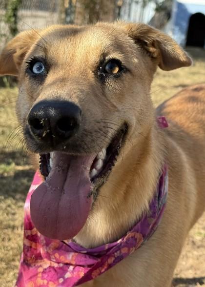 Enlarge Mercer, a Adoptable mixed breed in Carrollton, TX image 1/5