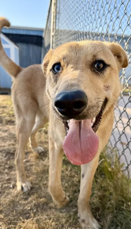 Enlarge Mercer, a Adoptable mixed breed in Carrollton, TX image 2/5