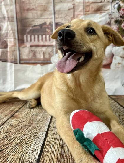 Enlarge Mercer, a Adoptable mixed breed in Carrollton, TX image 5/5