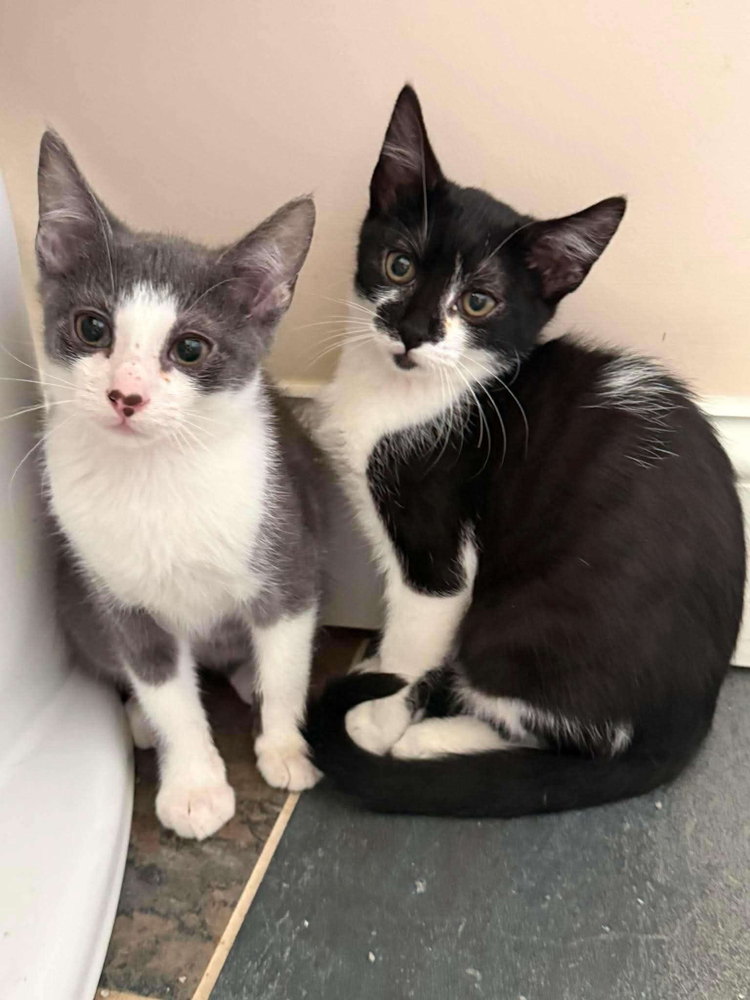 Dakota, a Adoptable Domestic Medium Hair in New Hartford, CT image 2/5