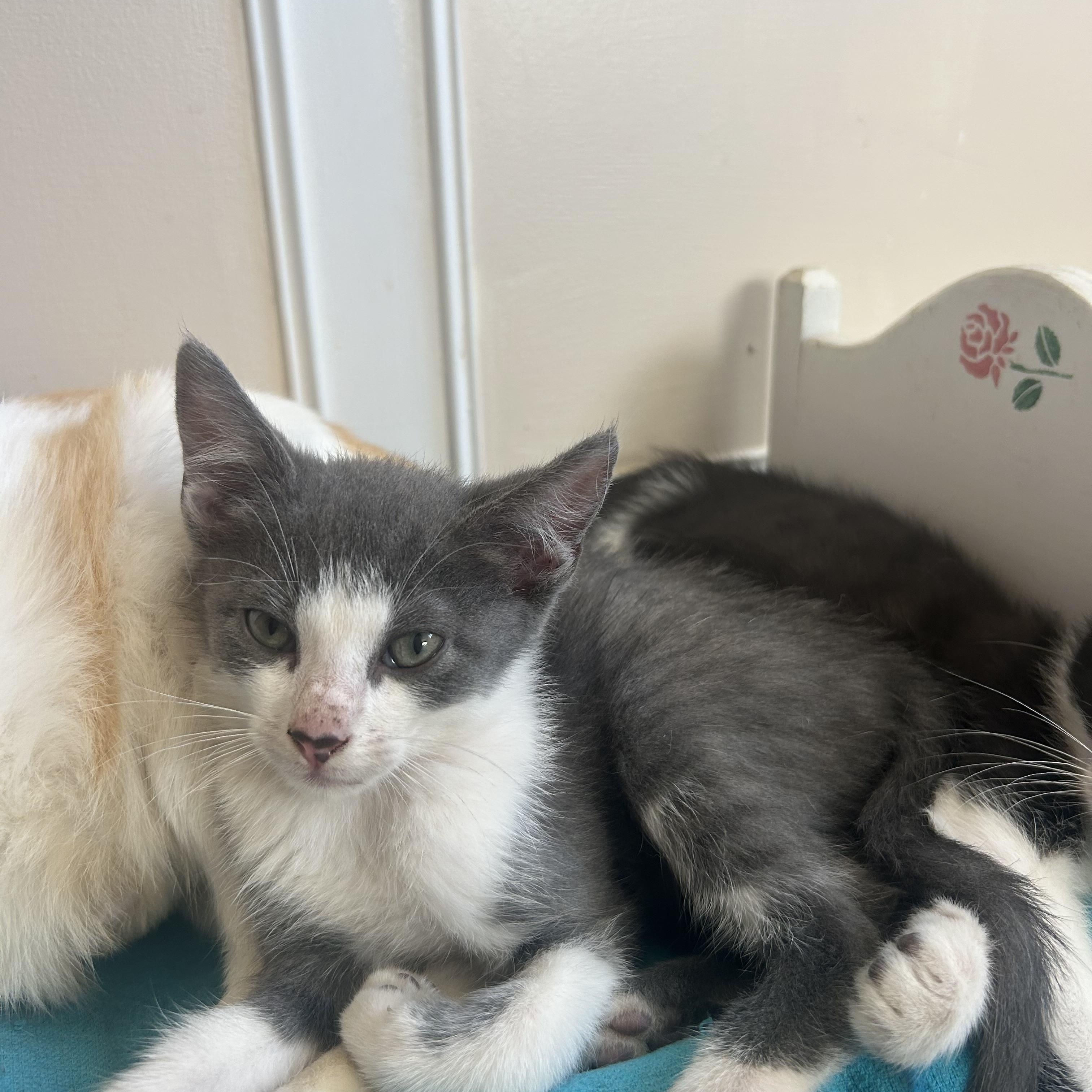 Dakota, a Adoptable Domestic Medium Hair in Hope, RI image 1/3