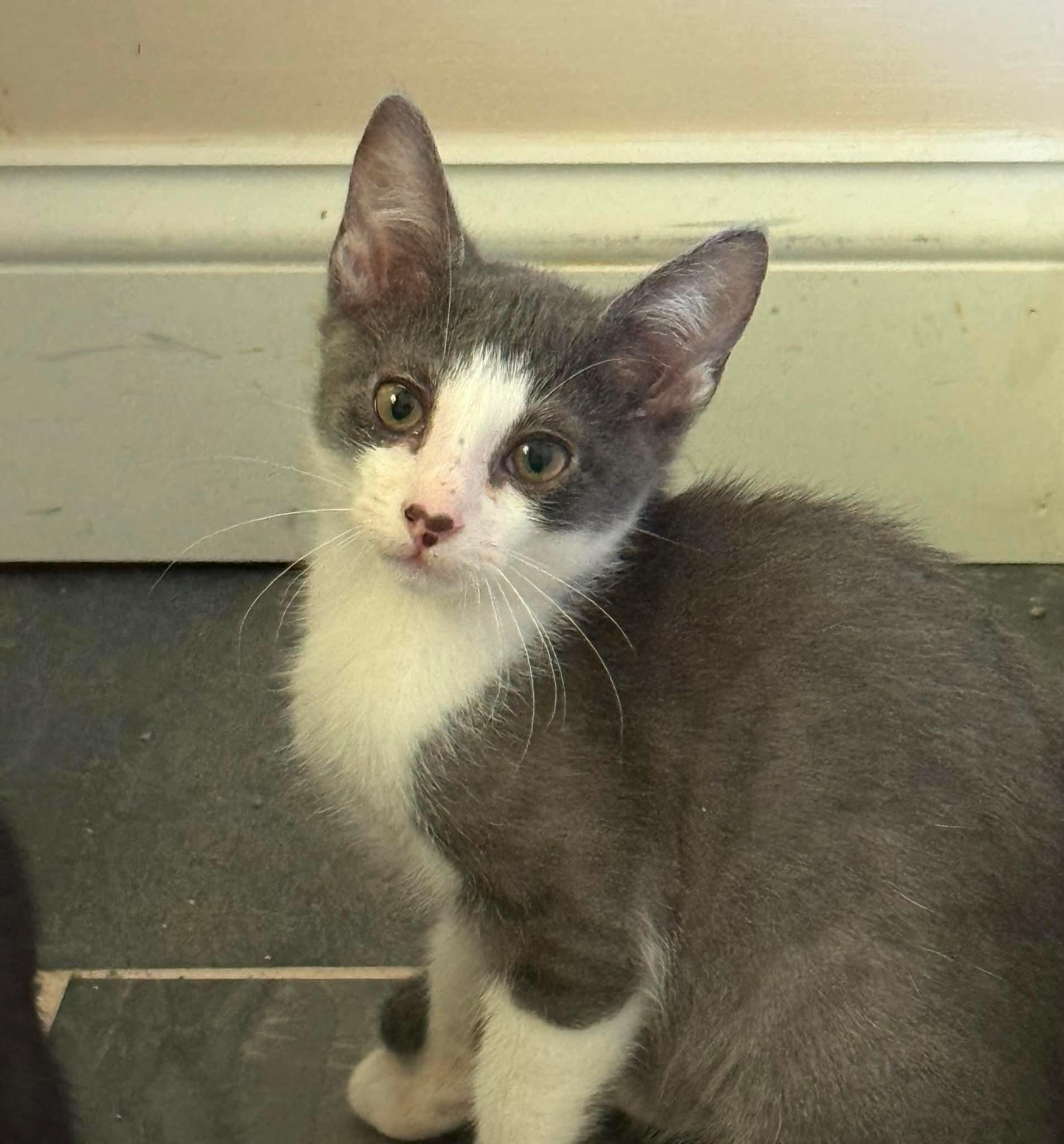Dakota, Adoptable, Kitten Male Domestic Medium Hair.