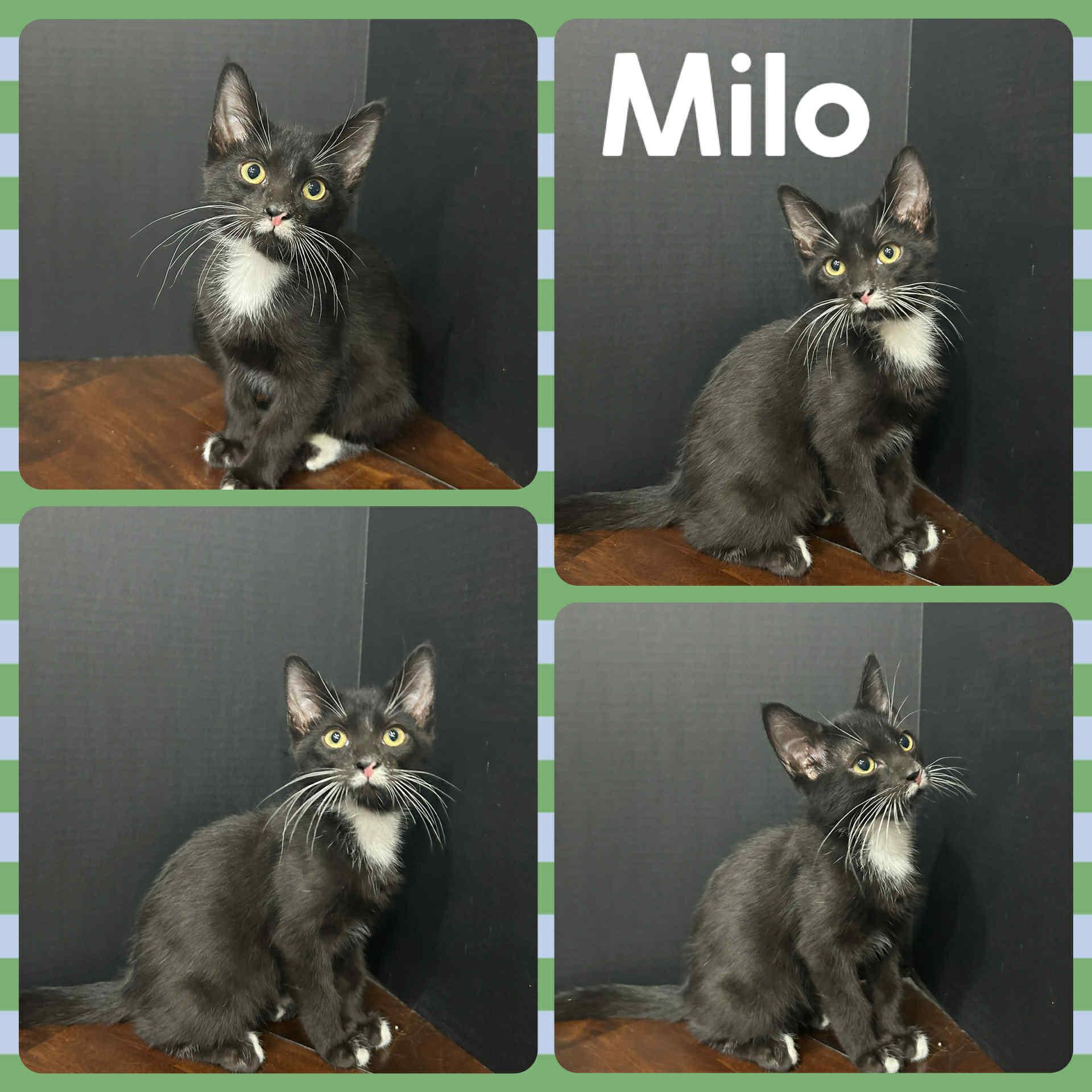 Milo, Young Male unknown