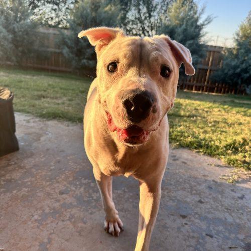 Davidson, Adoptable, Adult Male American Bulldog.