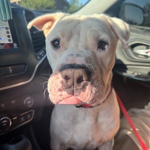 Davidson, a Adoptable American Bulldog in Edmond, OK image 1/6