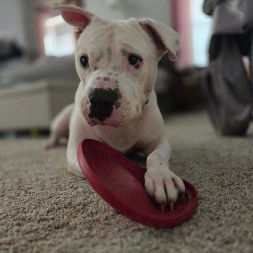 Davidson, a Adoptable American Bulldog in Edmond, OK image 2/6