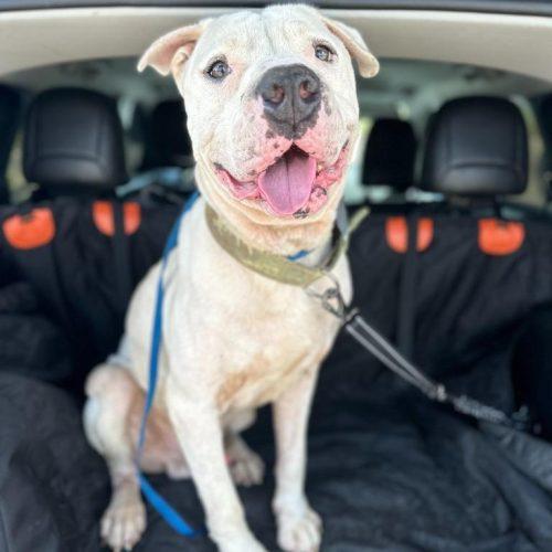 Davidson, a Adoptable American Bulldog in Edmond, OK image 3/6