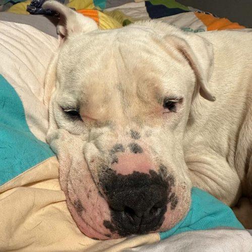 Davidson, a Adoptable American Bulldog in Edmond, OK image 4/6