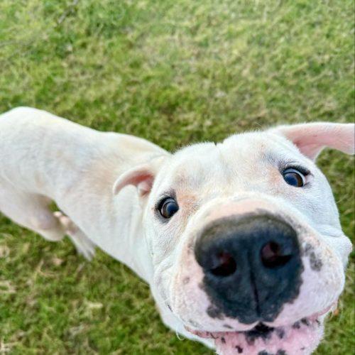 Davidson, a Adoptable American Bulldog in Edmond, OK image 5/6