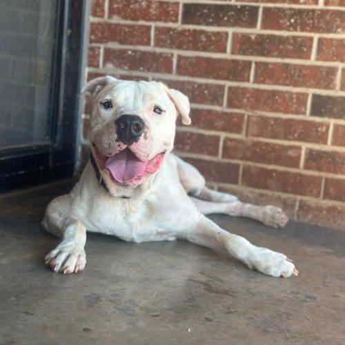 Davidson, a Adoptable American Bulldog in Edmond, OK image 6/6