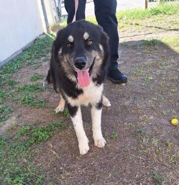 Diamond, Adoptable, Young Female Australian Shepherd & Husky.