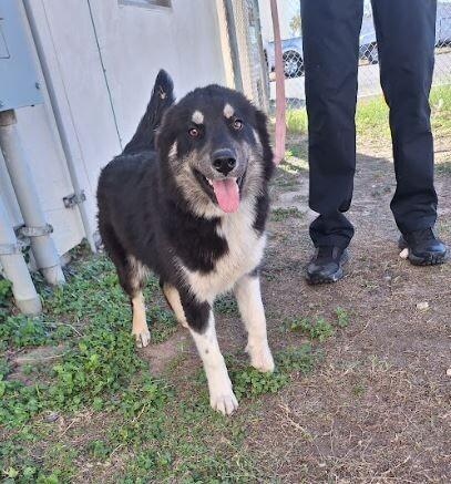 Diamond, a Adoptable mixed breed in Boulder, CO image 2/2