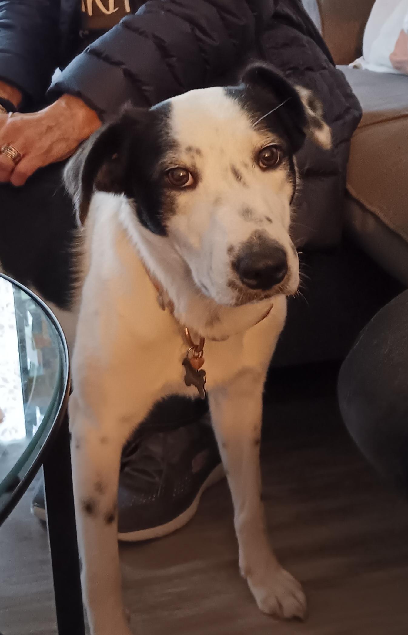 Minnie, an adopted mixed breed in McKenna, WA image 3/3