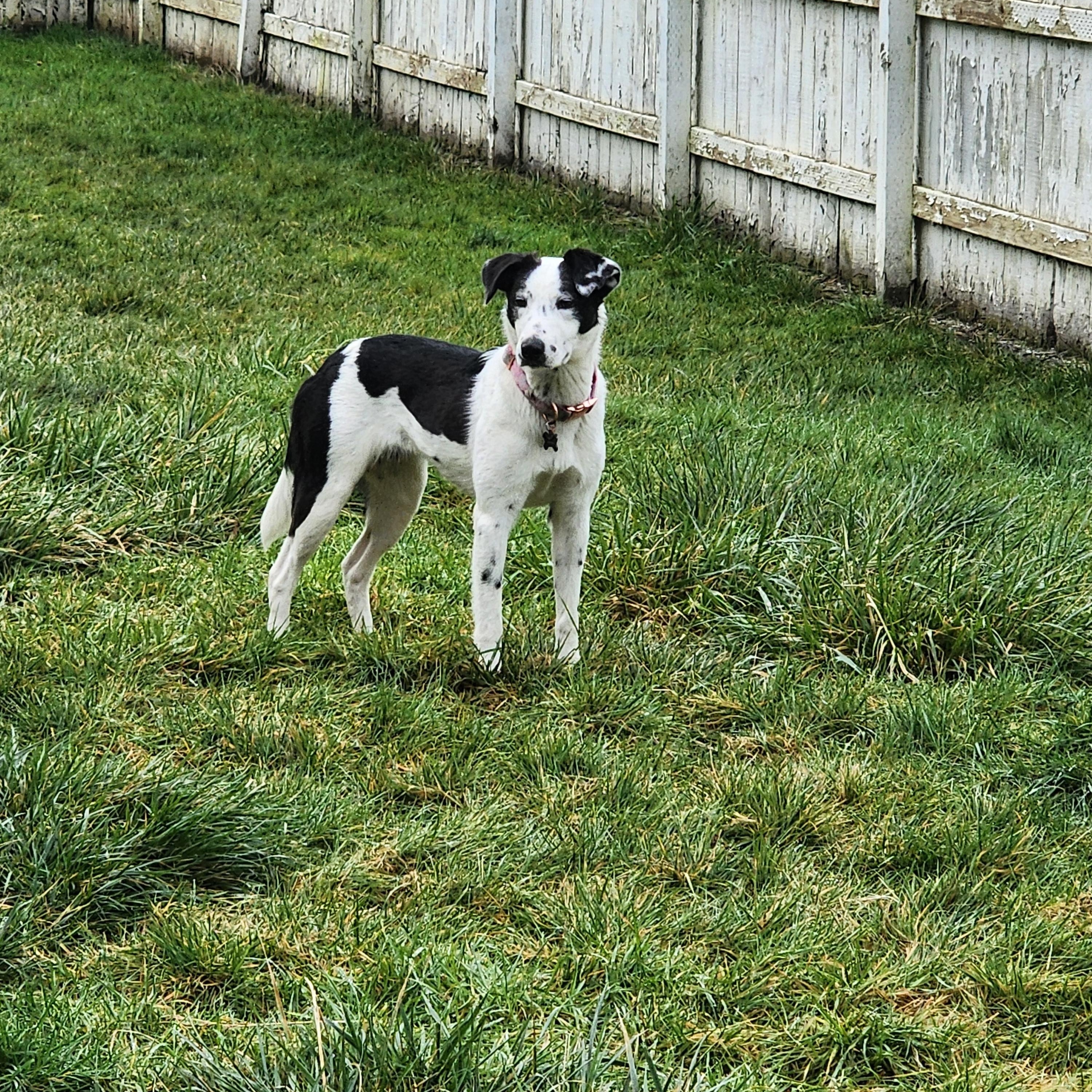 Minnie, an adopted mixed breed in McKenna, WA image 1/3