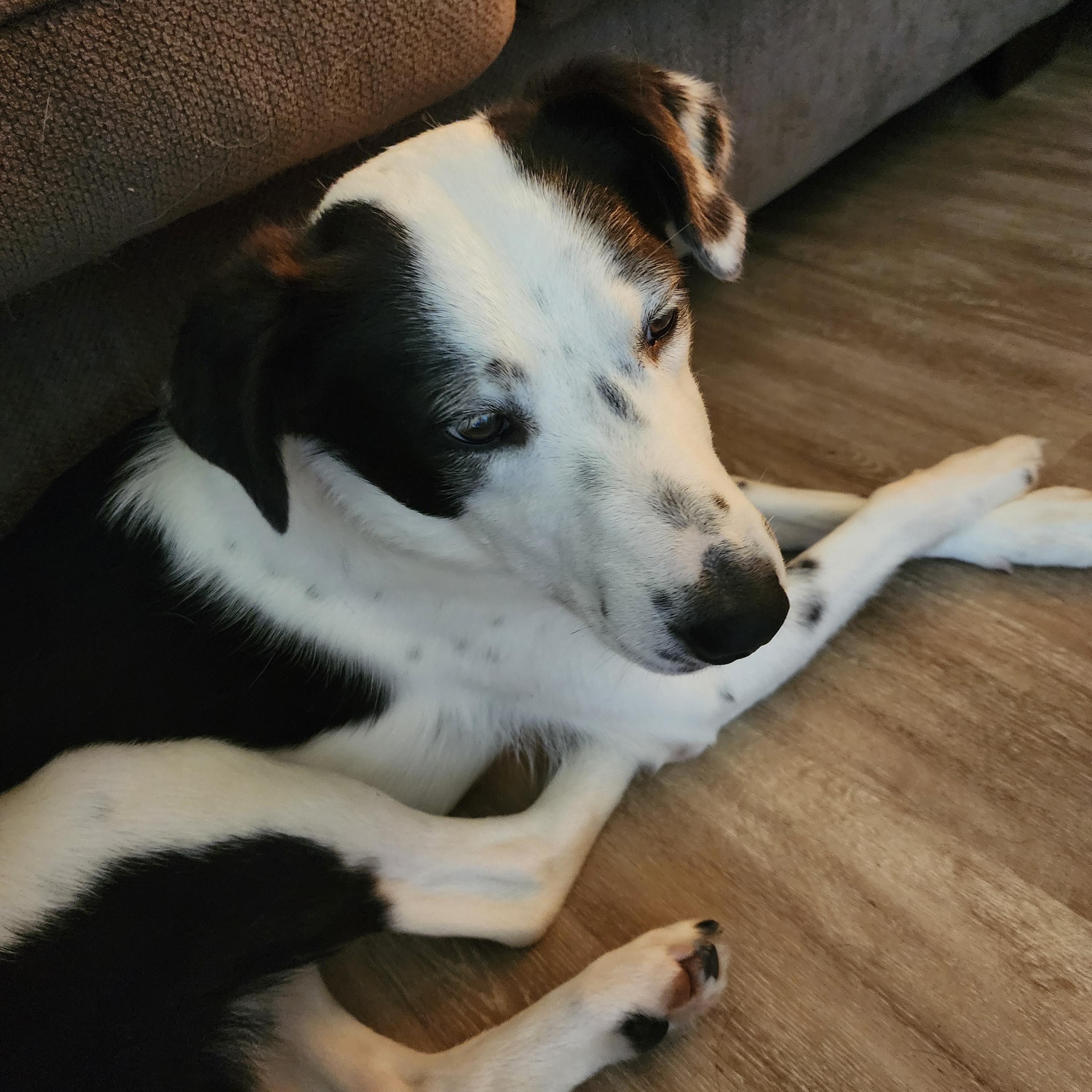 Minnie, an adopted mixed breed in McKenna, WA image 2/3