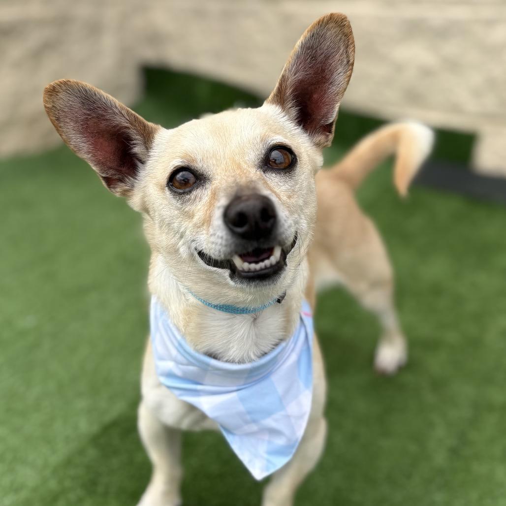 Tony, a Adoptable Chihuahua in Bessemer, AL image 1/6