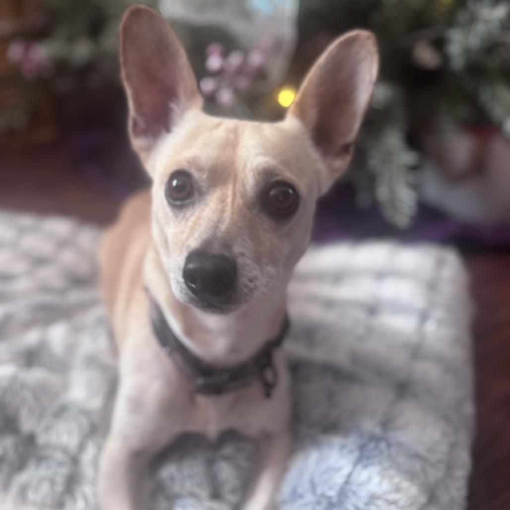 Tony, a Adoptable Chihuahua in Bessemer, AL image 2/6