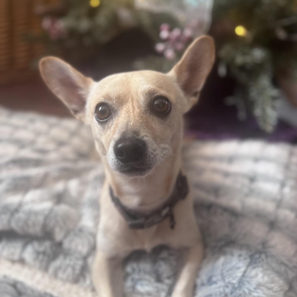 Tony, a Adoptable Chihuahua in Bessemer, AL image 3/6