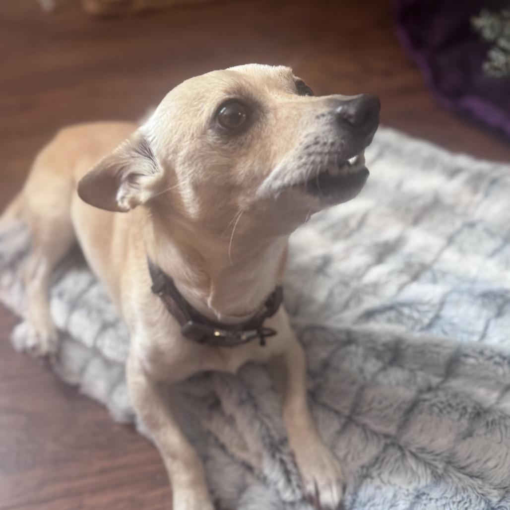 Tony, a Adoptable Chihuahua in Bessemer, AL image 5/6