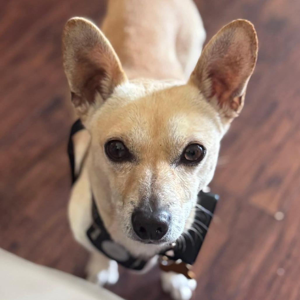 Tony, a Adoptable Chihuahua in Bessemer, AL image 6/6