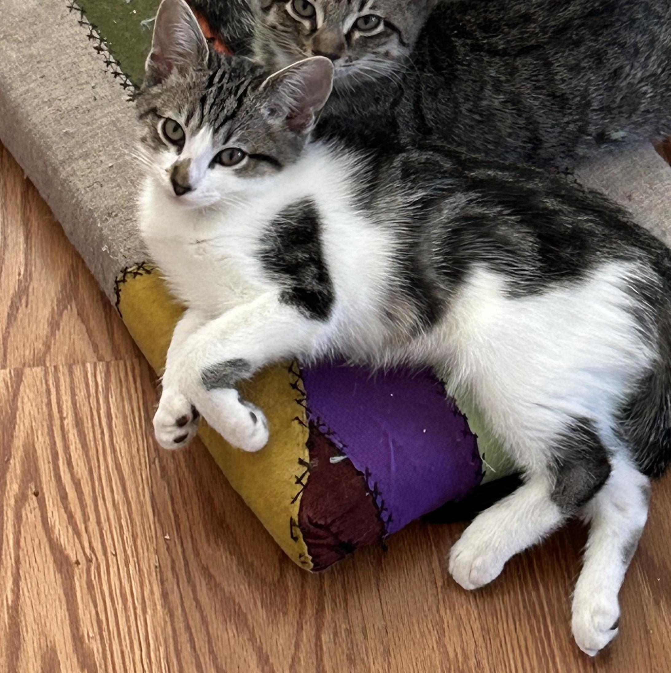 Cupcake, Adopted, Kitten Female Domestic Short Hair.