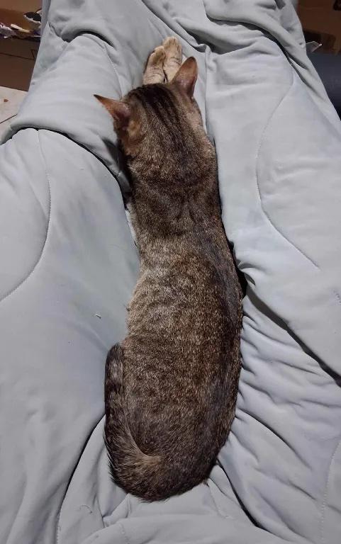 Milo, a ADOPTABLE Domestic Short Hair in Cordova, TN image 2/3