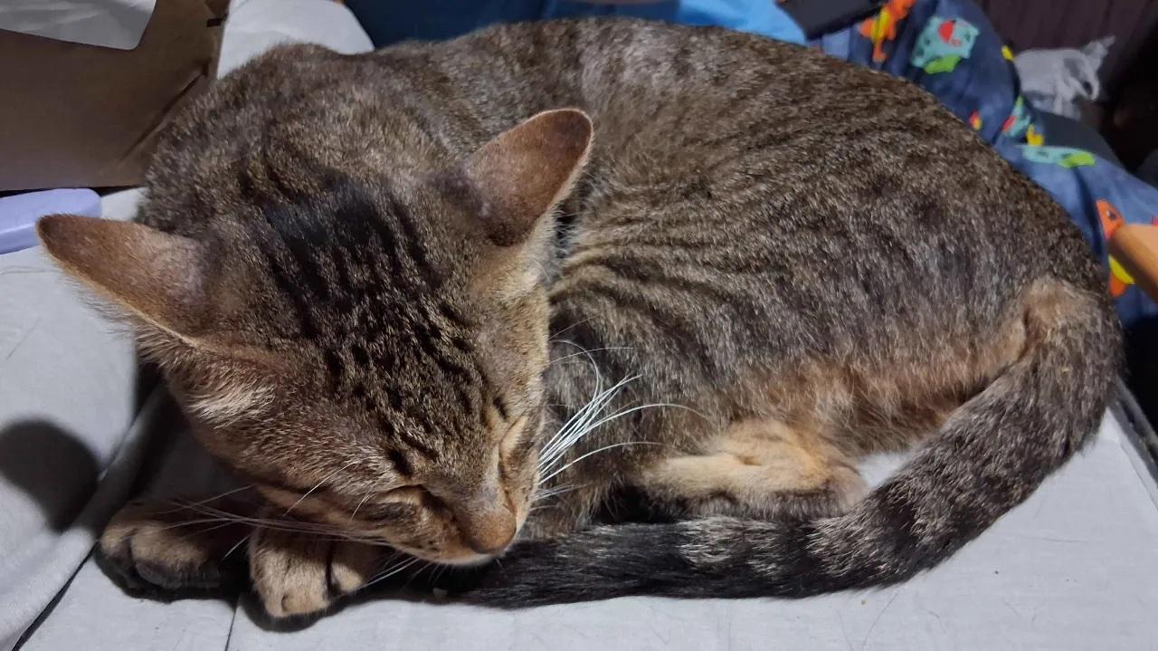 Milo, a ADOPTABLE Domestic Short Hair in Cordova, TN image 3/3