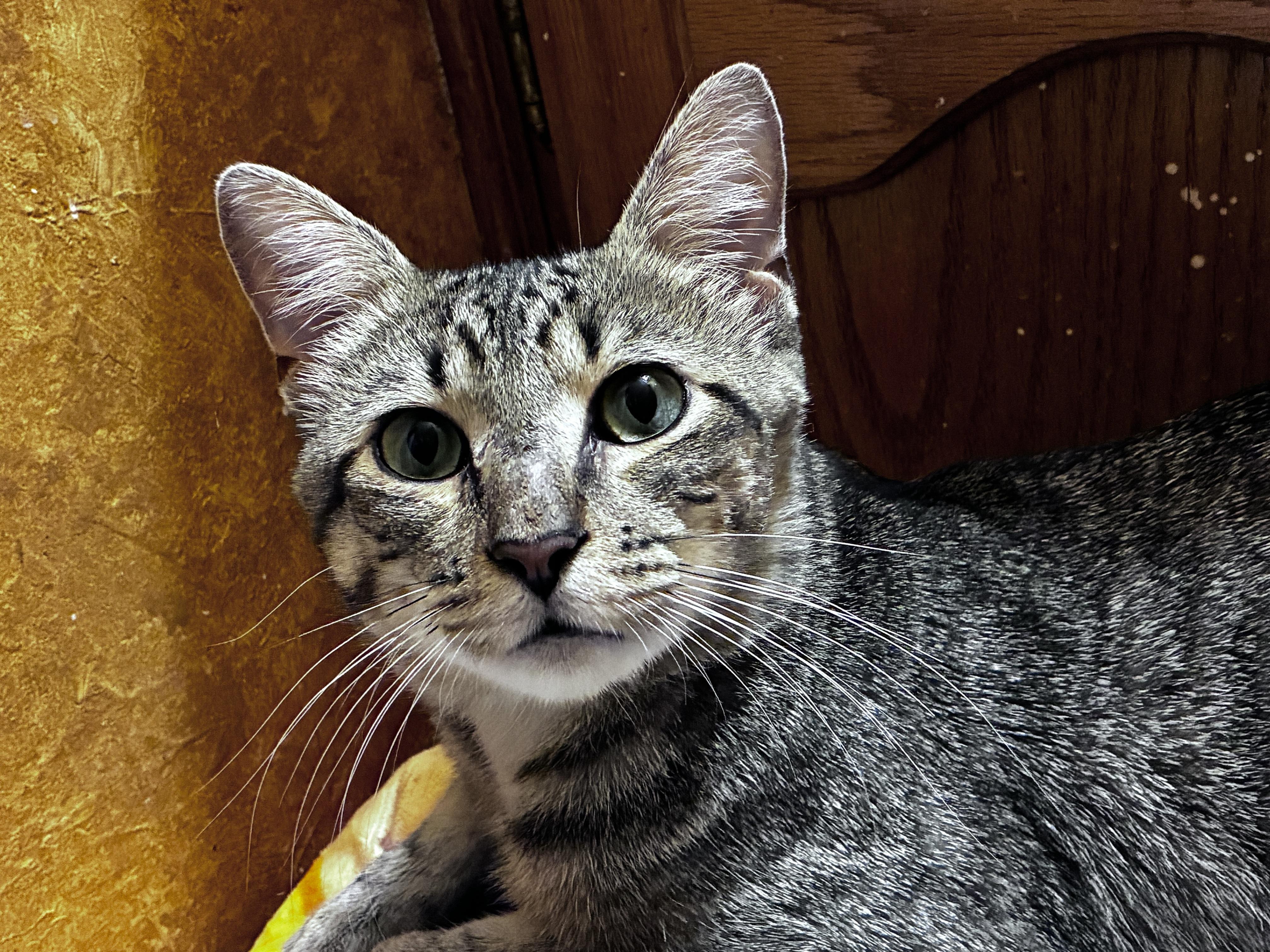 Milo, a ADOPTABLE Domestic Short Hair in Cordova, TN image 1/3