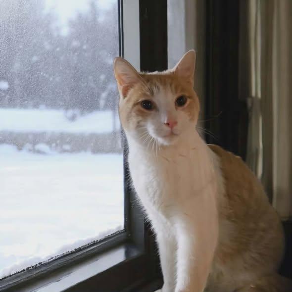 Enlarge Percy, a ADOPTABLE Domestic Short Hair in Reading, PA image 1/2