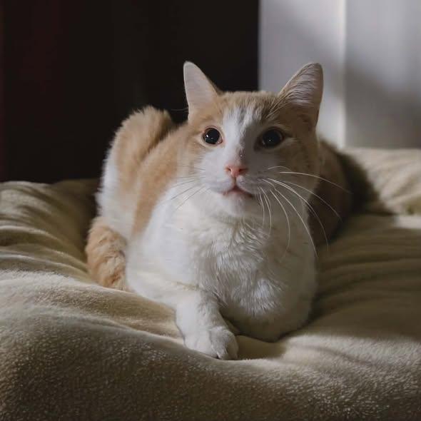 Enlarge Percy, a ADOPTABLE Domestic Short Hair in Reading, PA image 2/2