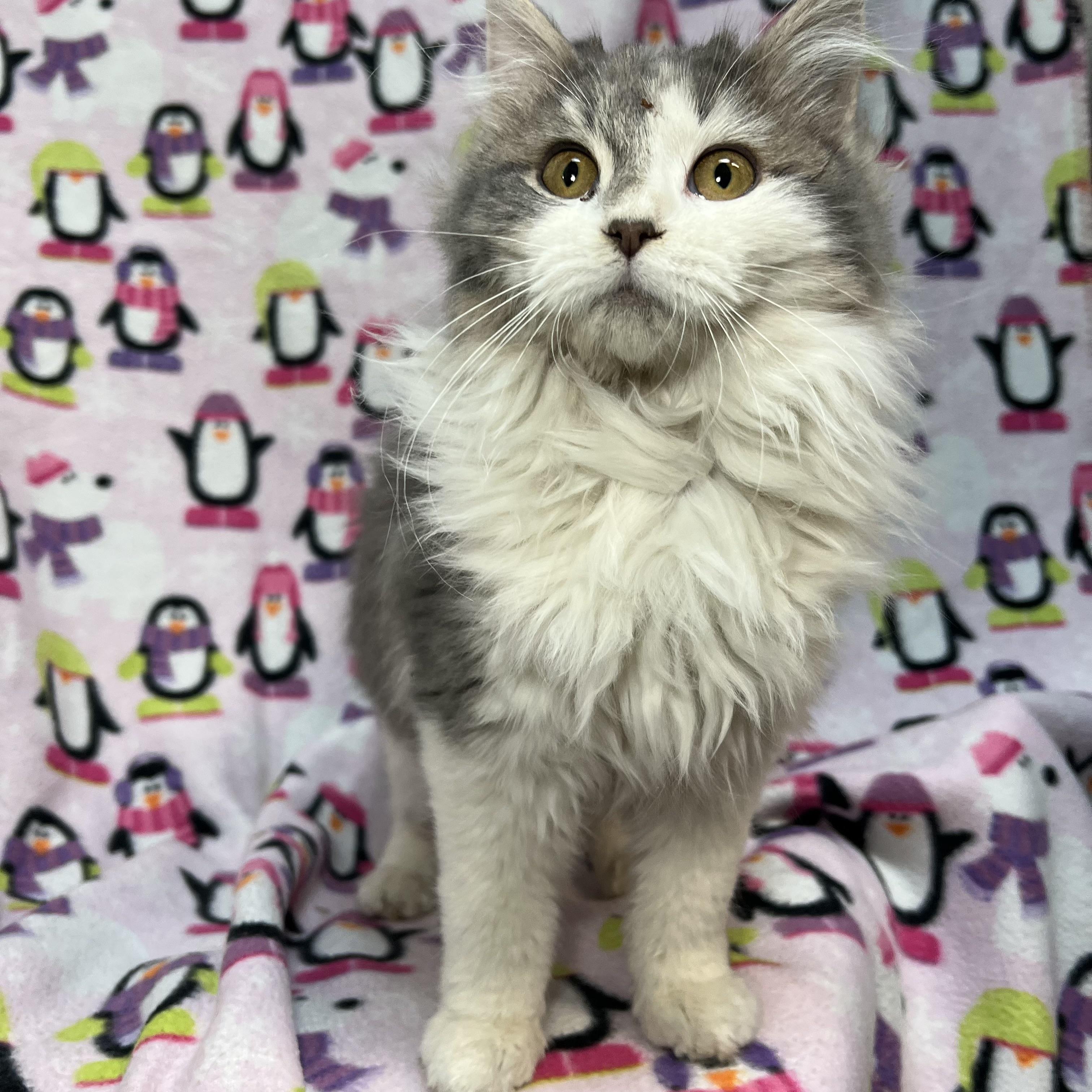 Carolina - At PetSmart in Mankato, an adopted Domestic Long Hair in Fairmont, MN image 4/6