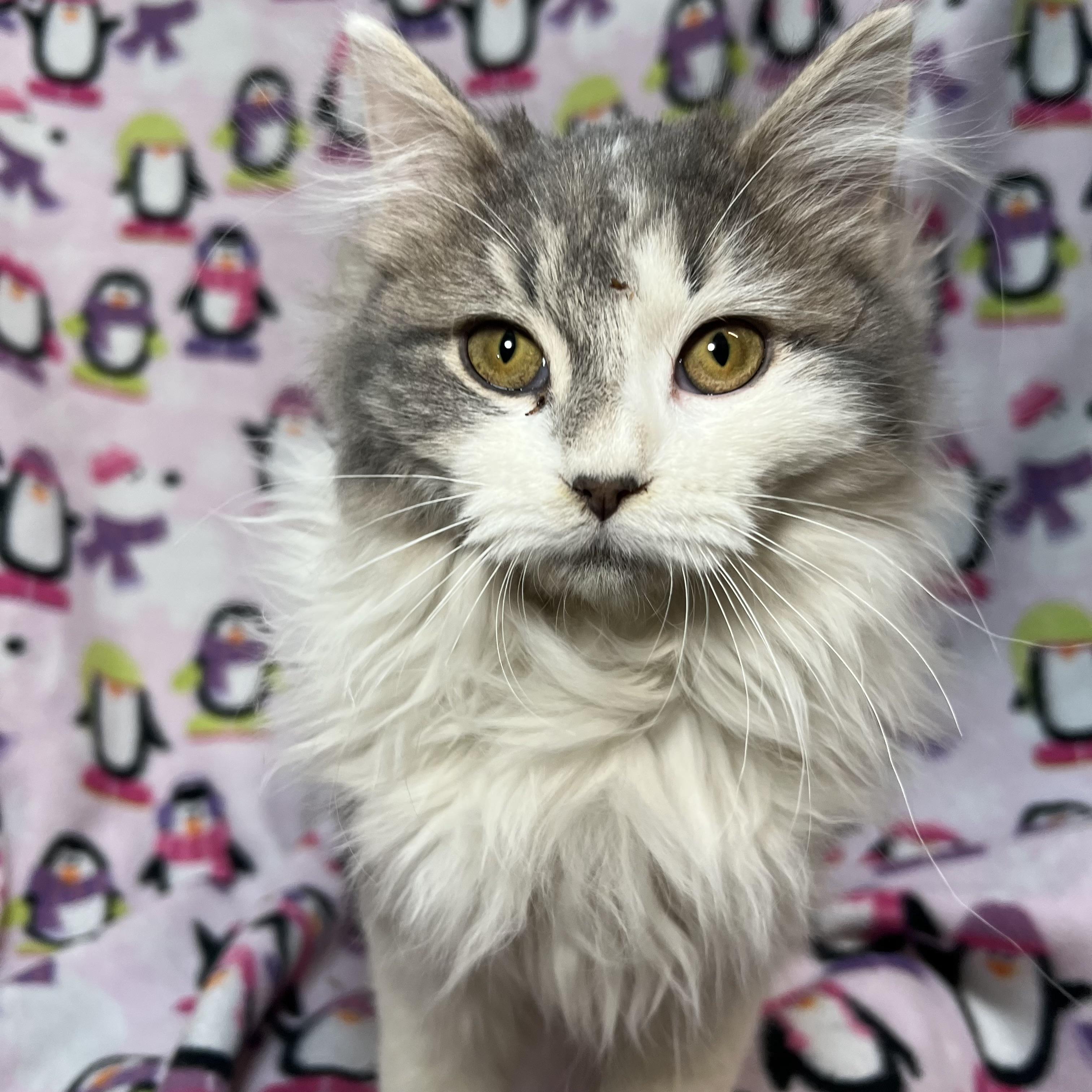 Carolina - At PetSmart in Mankato, an adopted Domestic Long Hair in Fairmont, MN image 2/6