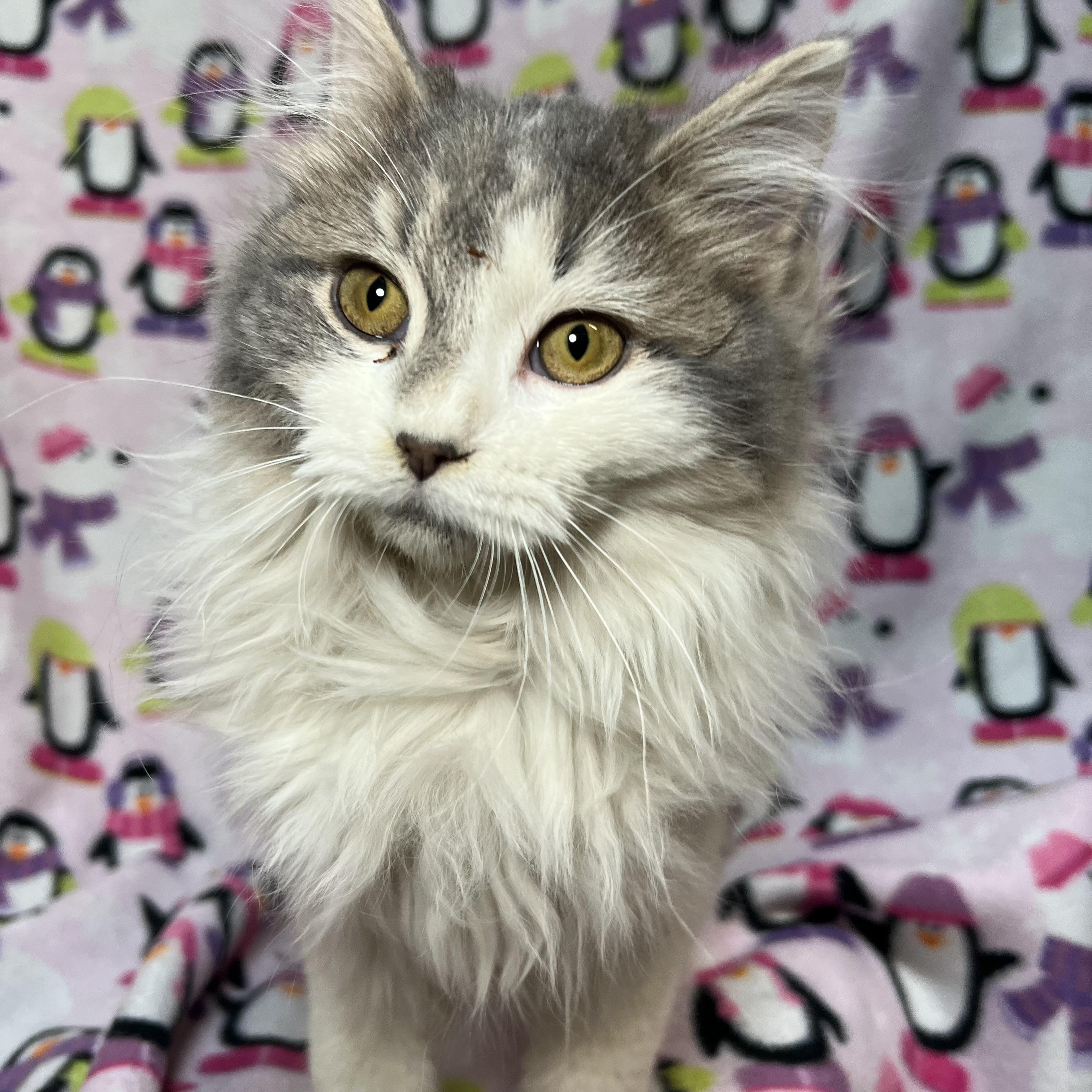 Carolina - At PetSmart in Mankato, an adopted Domestic Long Hair in Fairmont, MN image 6/6