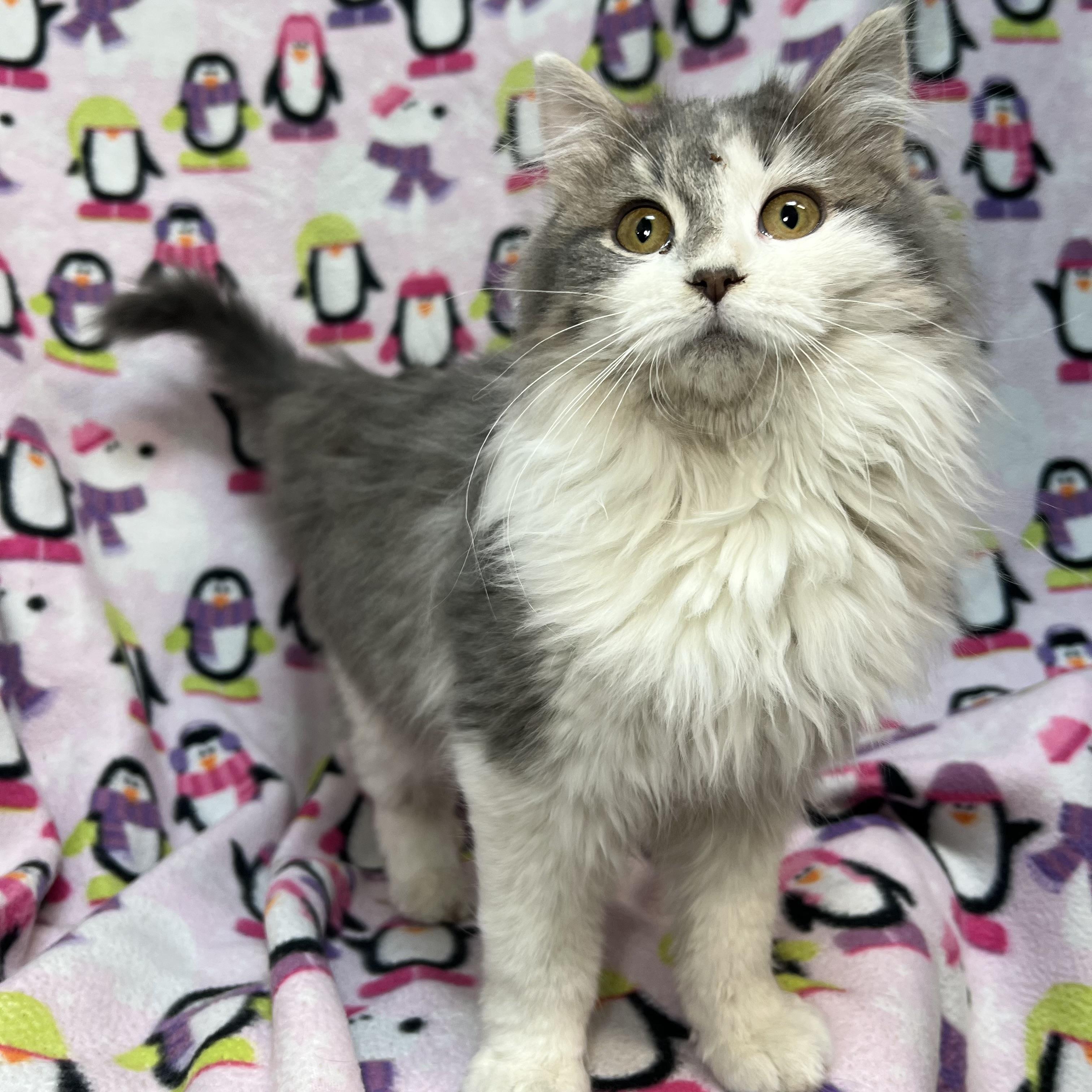 Carolina - At PetSmart in Mankato, an adopted Domestic Long Hair in Fairmont, MN image 5/6