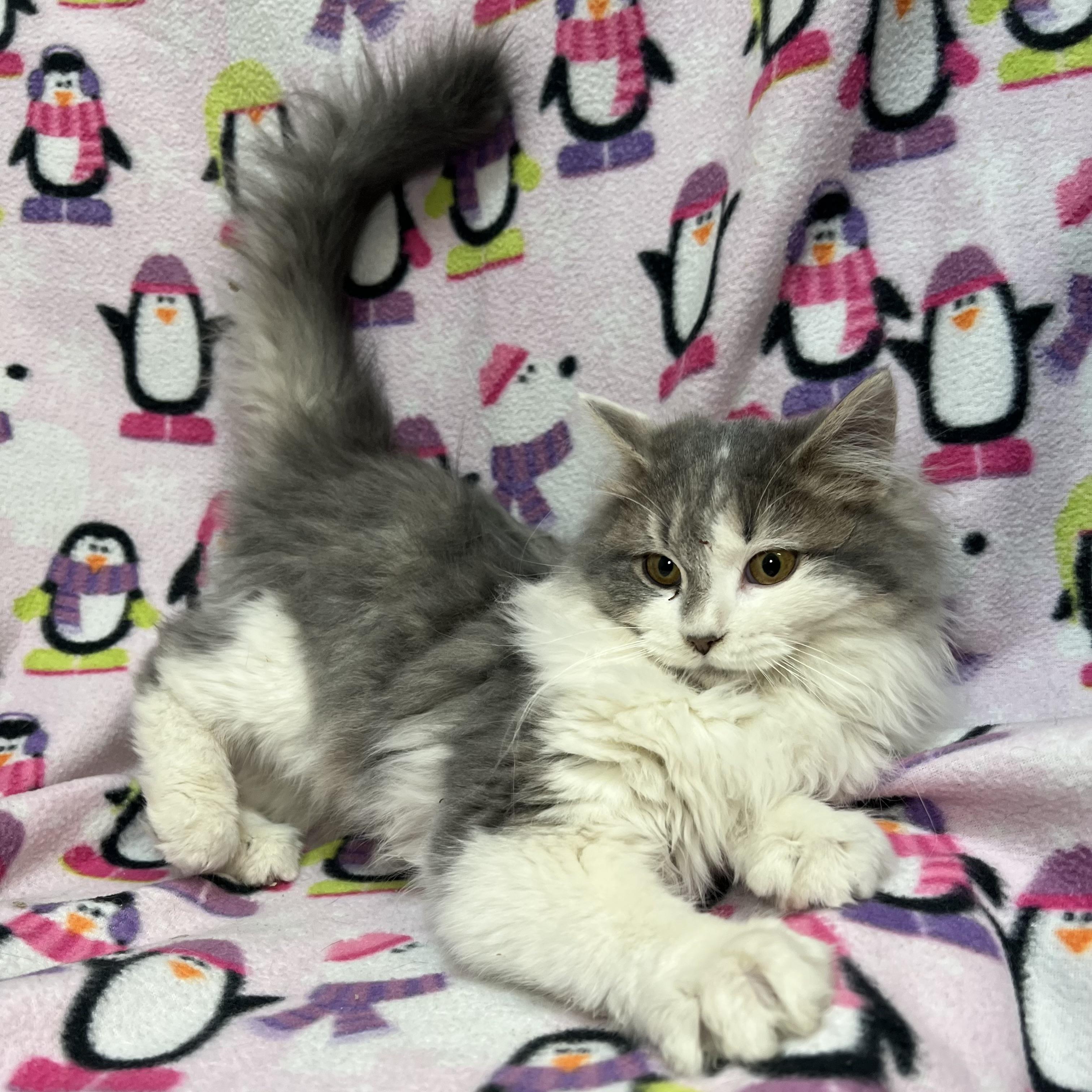 Carolina - At PetSmart in Mankato, an adopted Domestic Long Hair in Fairmont, MN image 3/6
