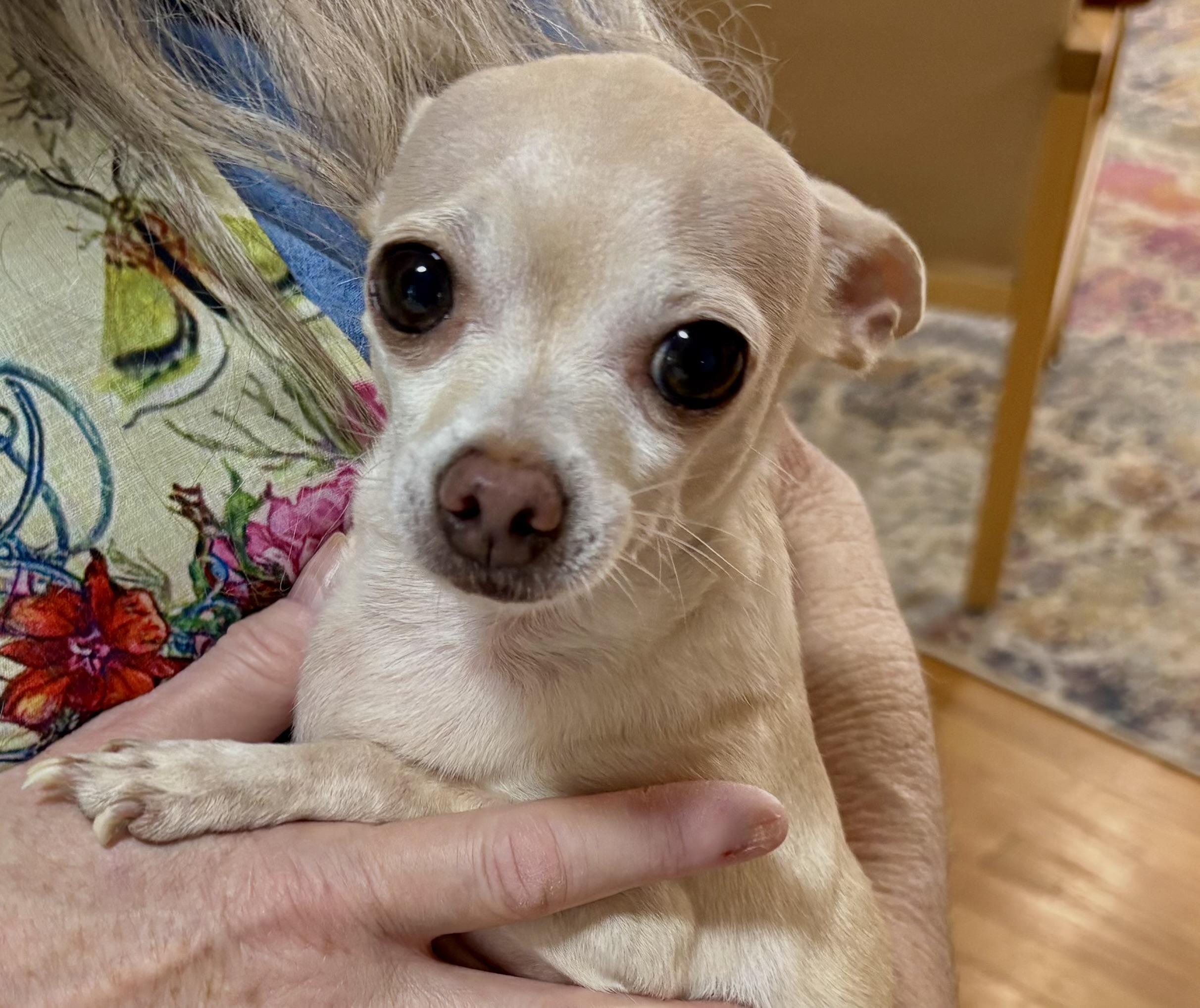 Timmy - Courtesy Post, adopted, Adult Male Chihuahua.