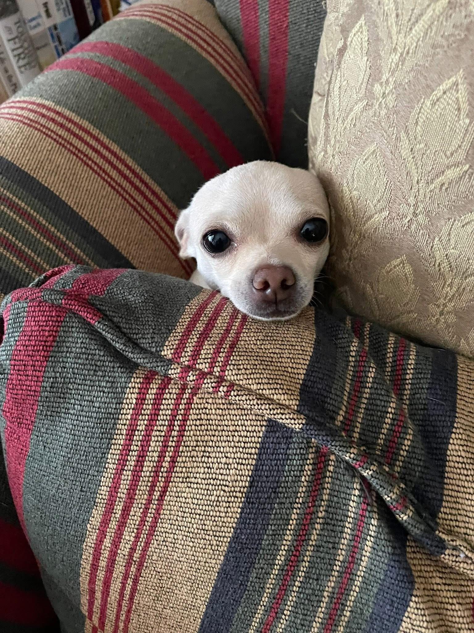 Enlarge Timmy - Courtesy Post, an adopted Chihuahua in Solon, OH image 2/2