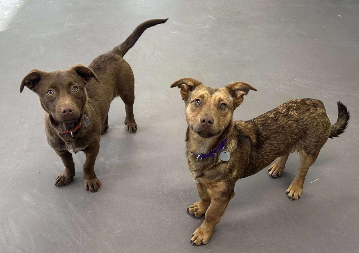 McLovin, an adopted mixed breed in Springfield, VT image 4/4