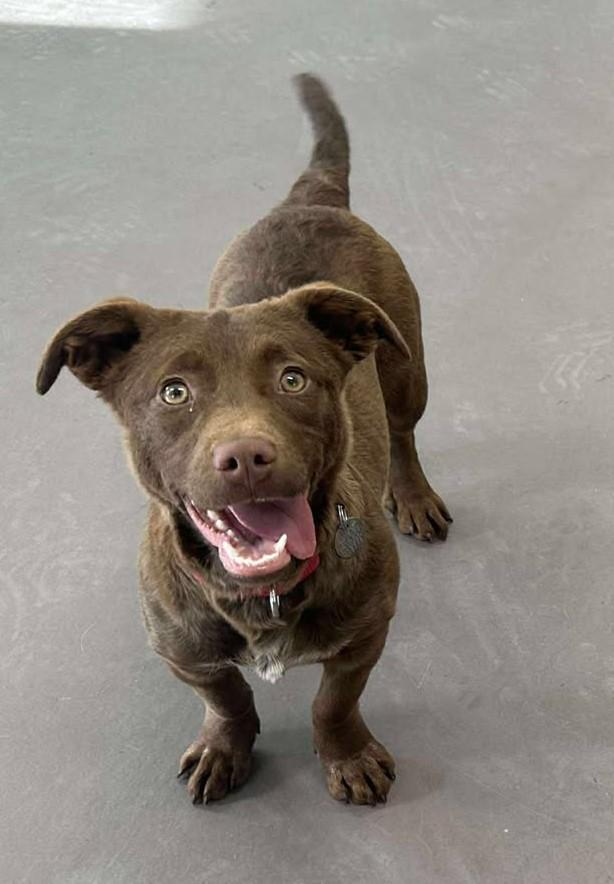 McLovin, an adopted mixed breed in Springfield, VT image 1/4