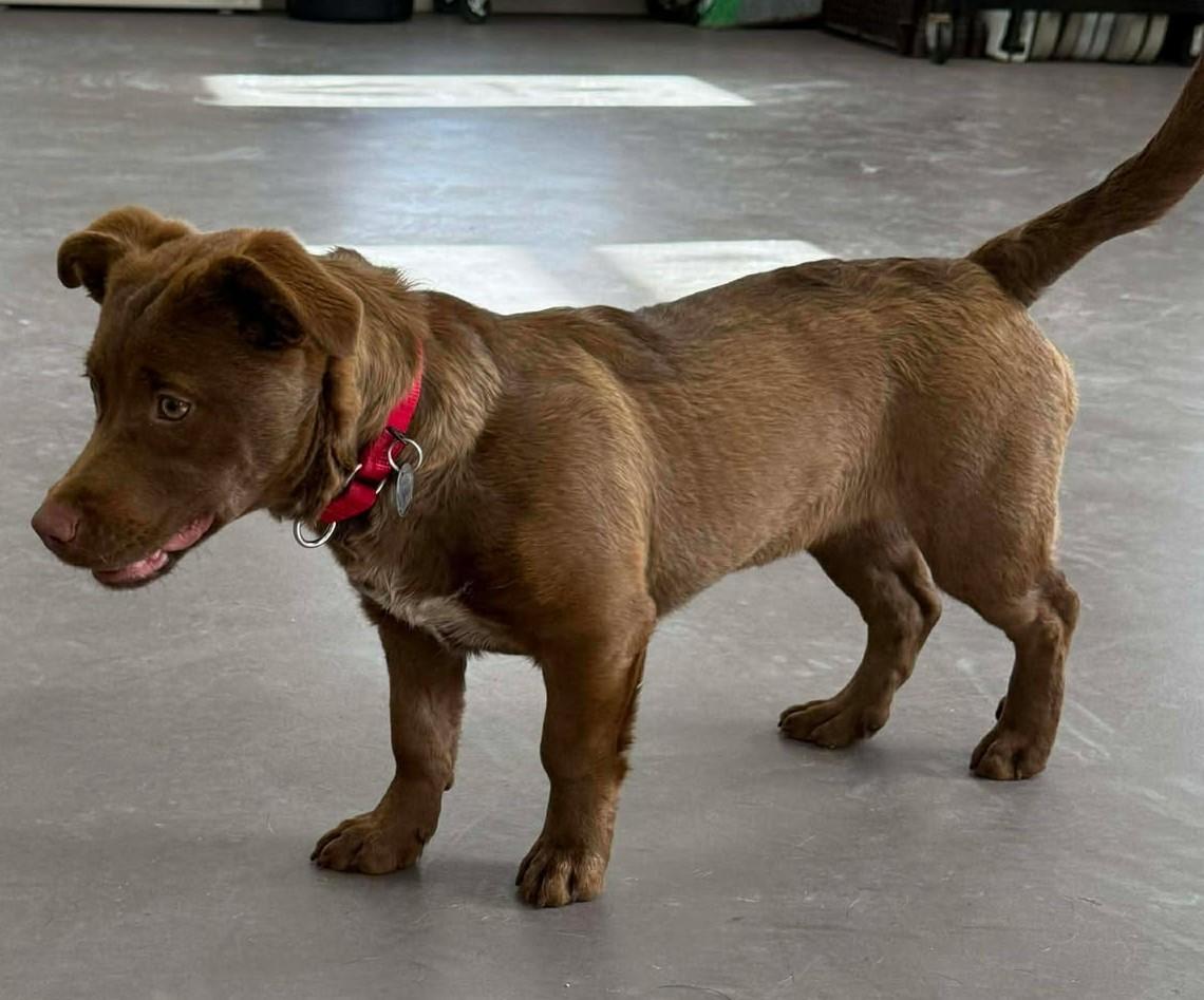 McLovin, an adopted mixed breed in Springfield, VT image 3/4