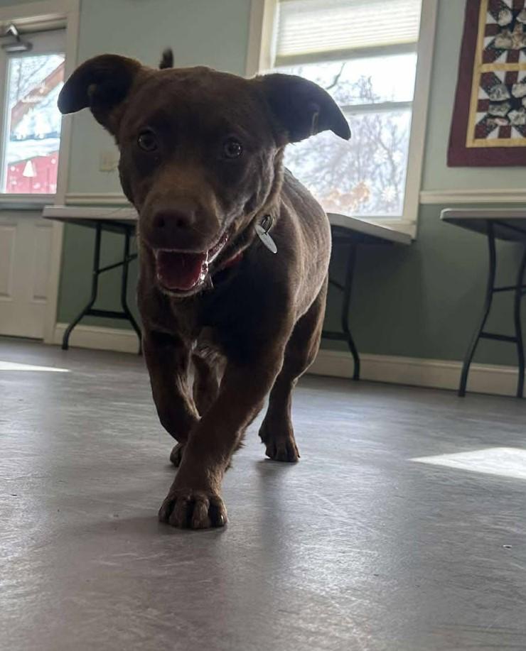 McLovin, an adopted mixed breed in Springfield, VT image 2/4