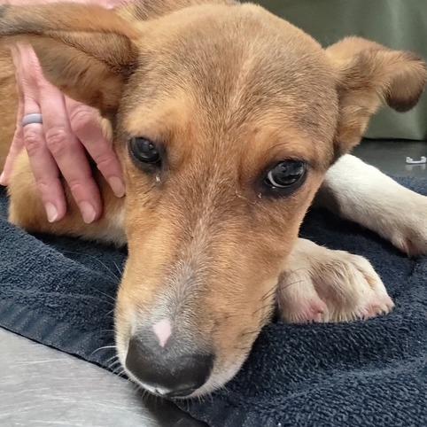 Simpson - 060903U, Adoptable, Young Male Shepherd & Mixed Breed.