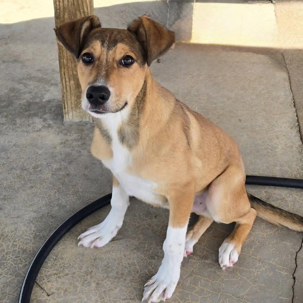 Simpson - 060903U, a Adoptable mixed breed in Tupelo, MS image 2/2