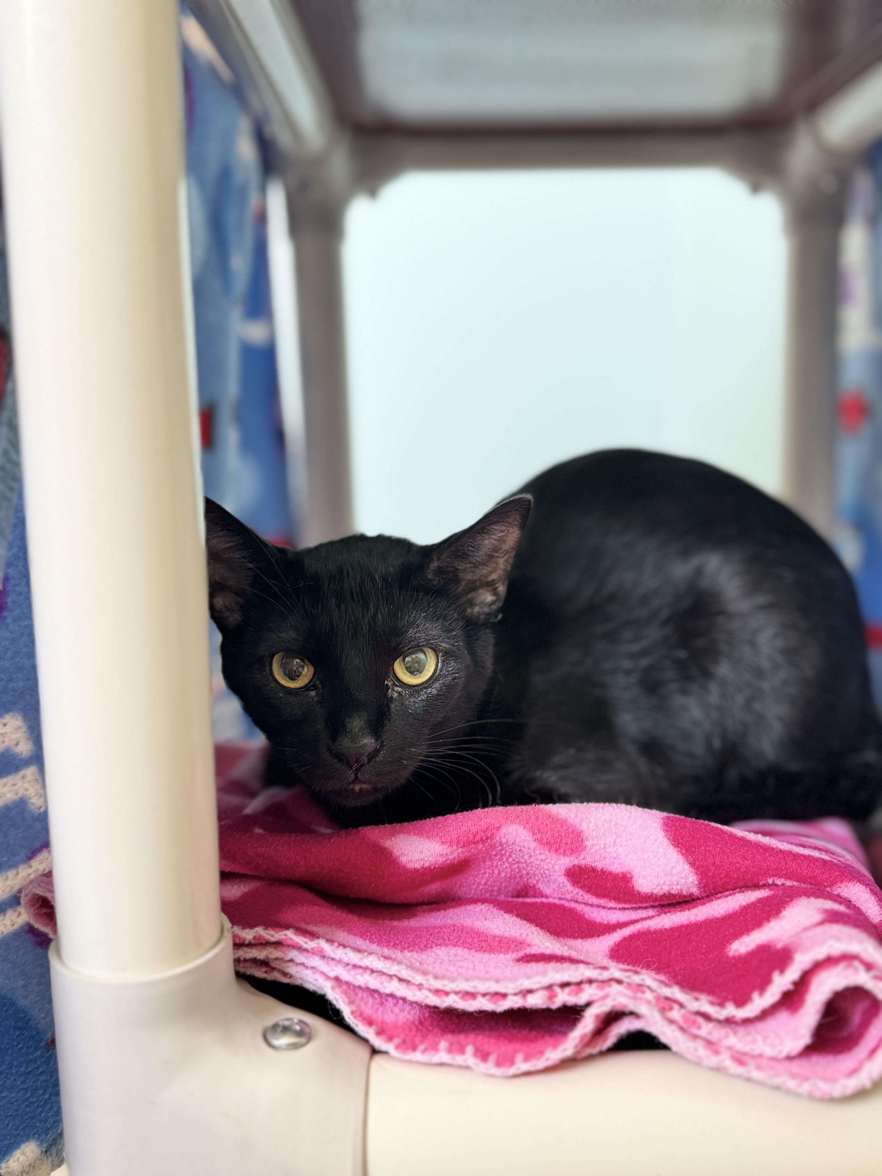 Lachlan, ADOPTABLE, Adult Male Domestic Short Hair.
