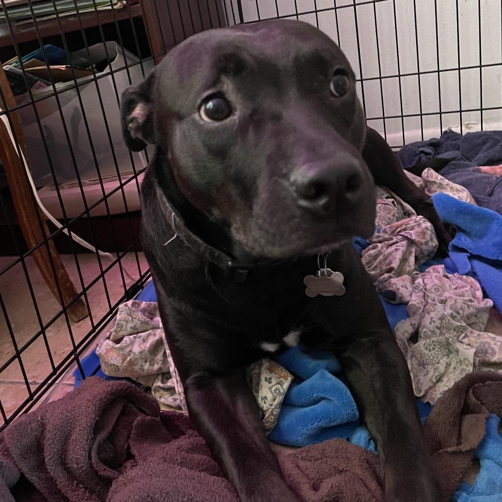 Enlarge Captain, a Adoptable mixed breed in West Palm Beach, FL image 1/6
