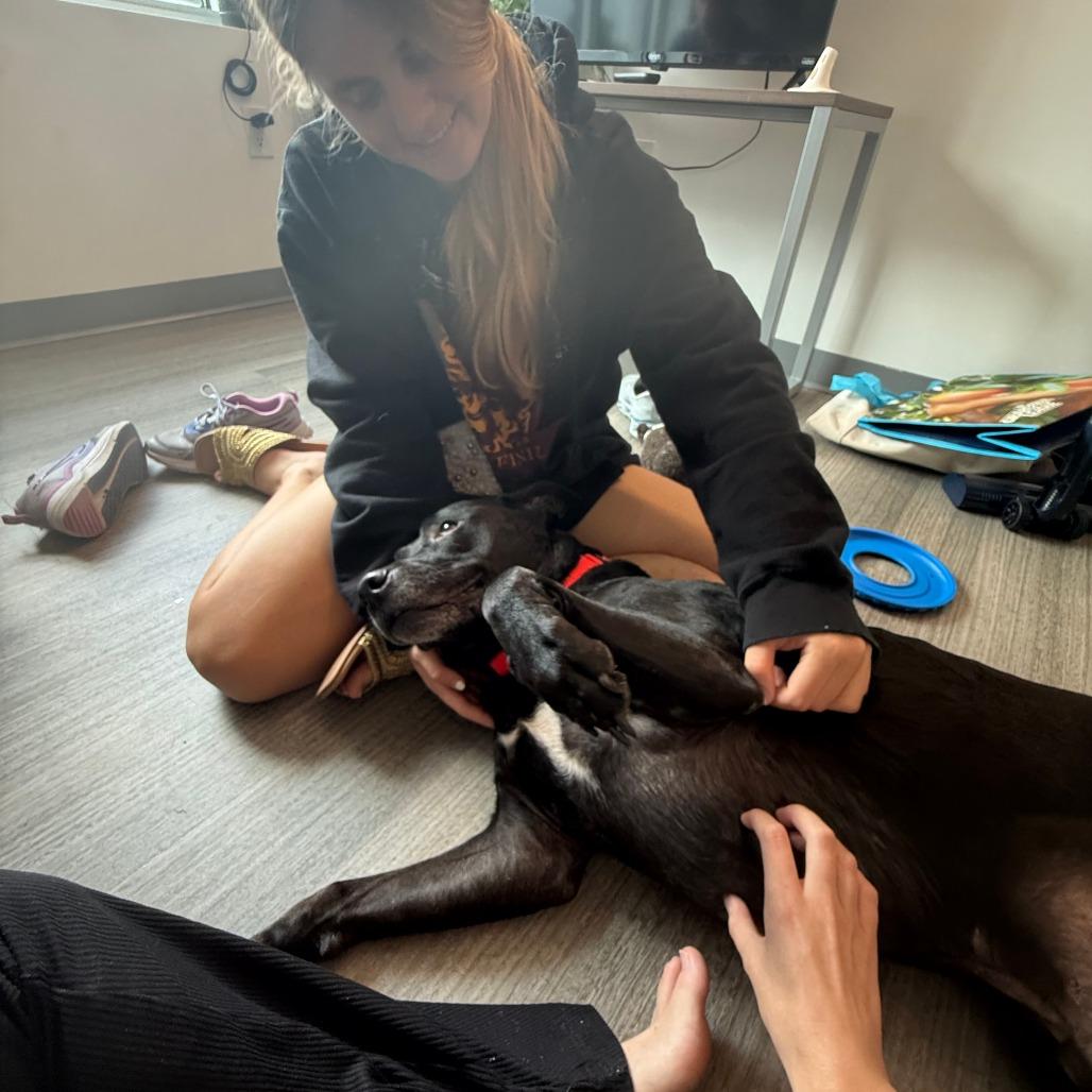 Enlarge Captain, a Adoptable mixed breed in West Palm Beach, FL image 2/6